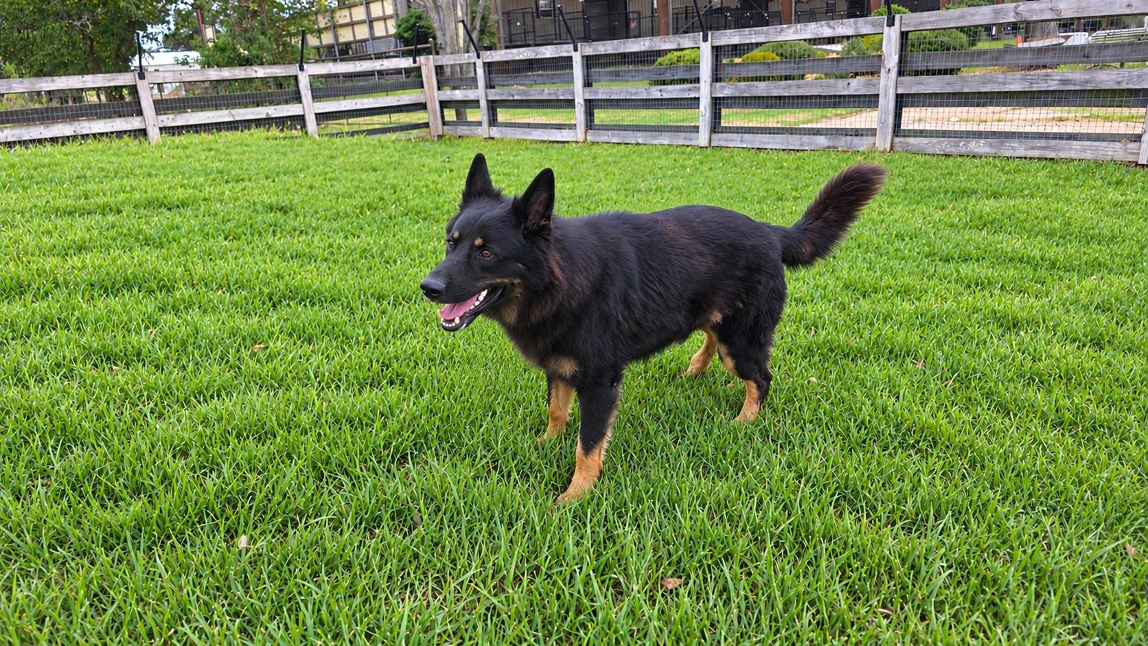 Enlarge ZYPHER, a Adoptable German Shepherd Dog in Ann Arbor, MI image 5/6