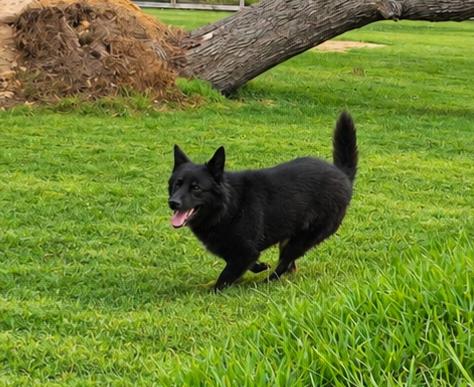 Enlarge ZYPHER, a Adoptable German Shepherd Dog in Ann Arbor, MI image 3/6