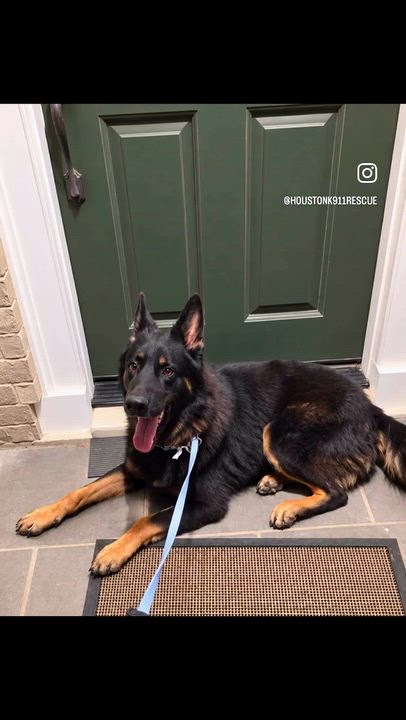Enlarge ZYPHER, a Adoptable German Shepherd Dog in Ann Arbor, MI video 6/6