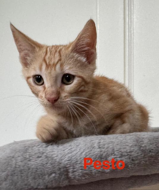 Pesto, adopted, Kitten Male Domestic Short Hair.