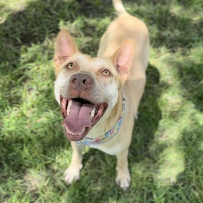 Enlarge Boogie, a Adoptable mixed breed in Virginia Beach, VA image 1/6