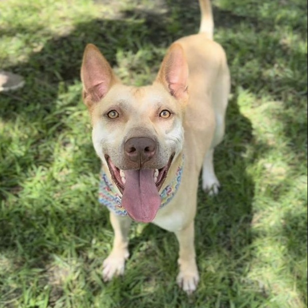 Enlarge Boogie, a Adoptable mixed breed in Virginia Beach, VA image 2/6