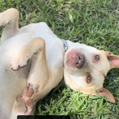 Enlarge Boogie, a Adoptable mixed breed in Virginia Beach, VA image 3/6