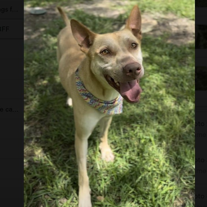 Enlarge Boogie, a Adoptable mixed breed in Virginia Beach, VA image 4/6