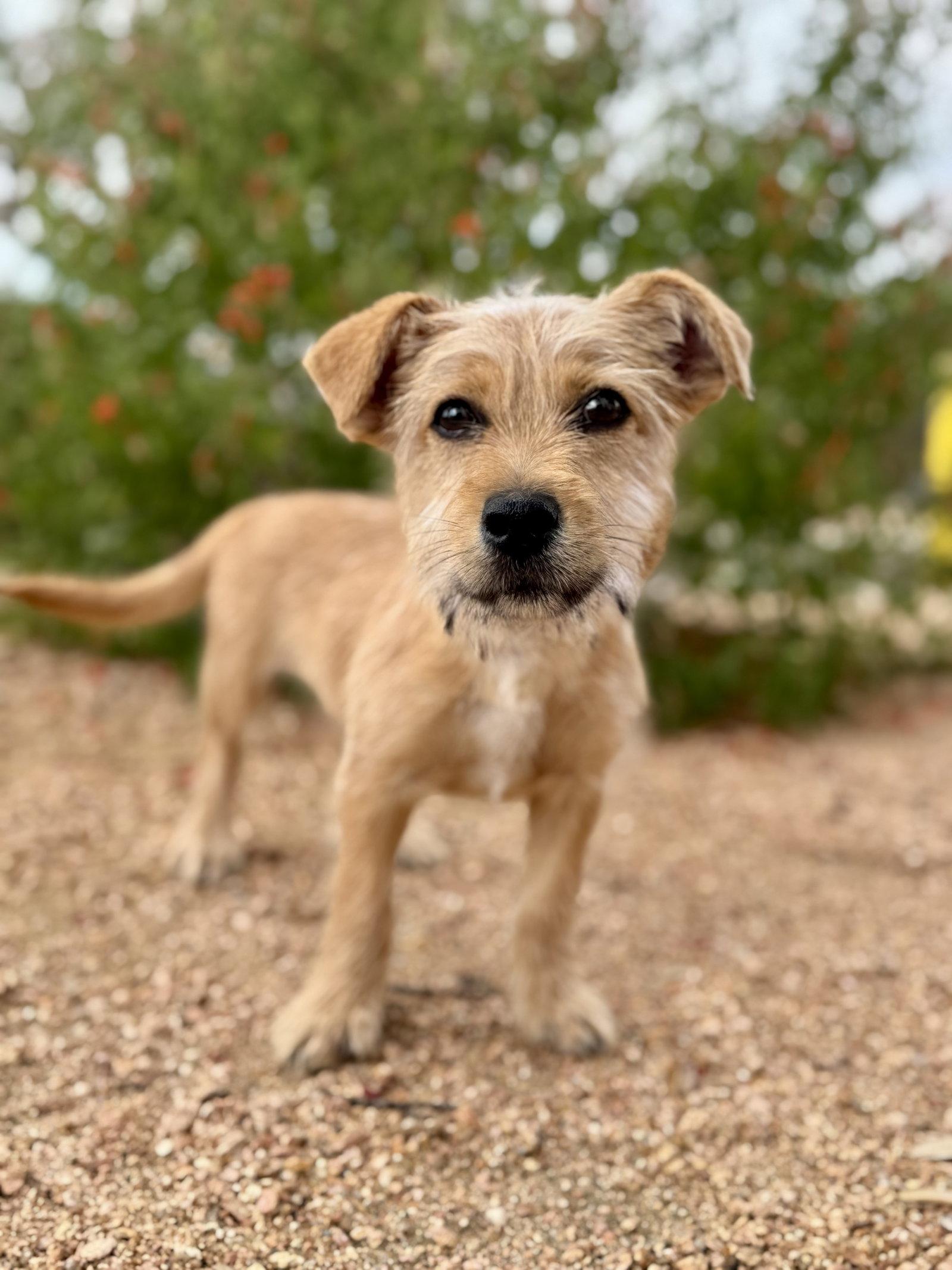 Alec, Adoptable, Young Male Terrier.