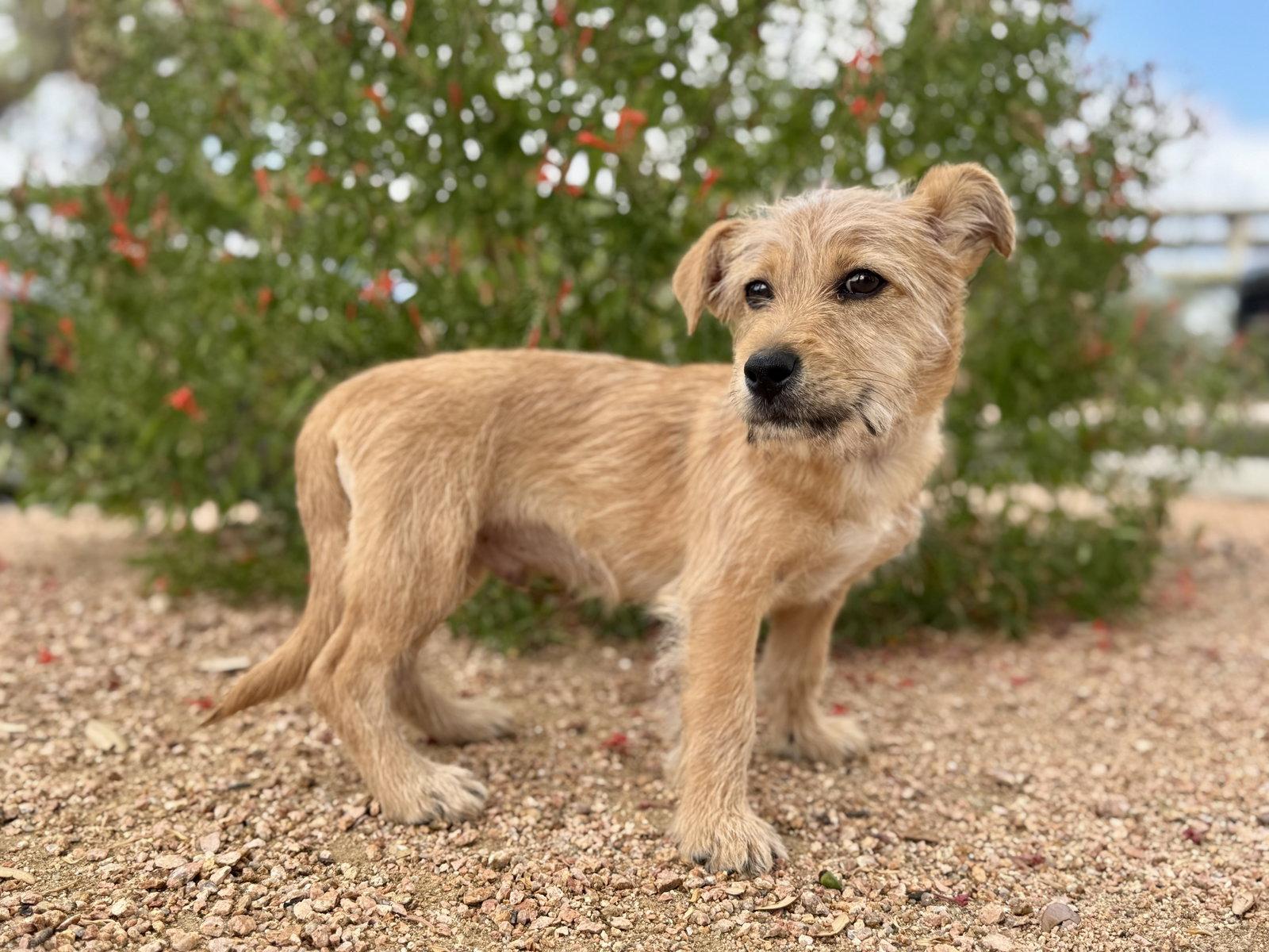 Enlarge Alec, a Adoptable Terrier in Helotes, TX image 2/3