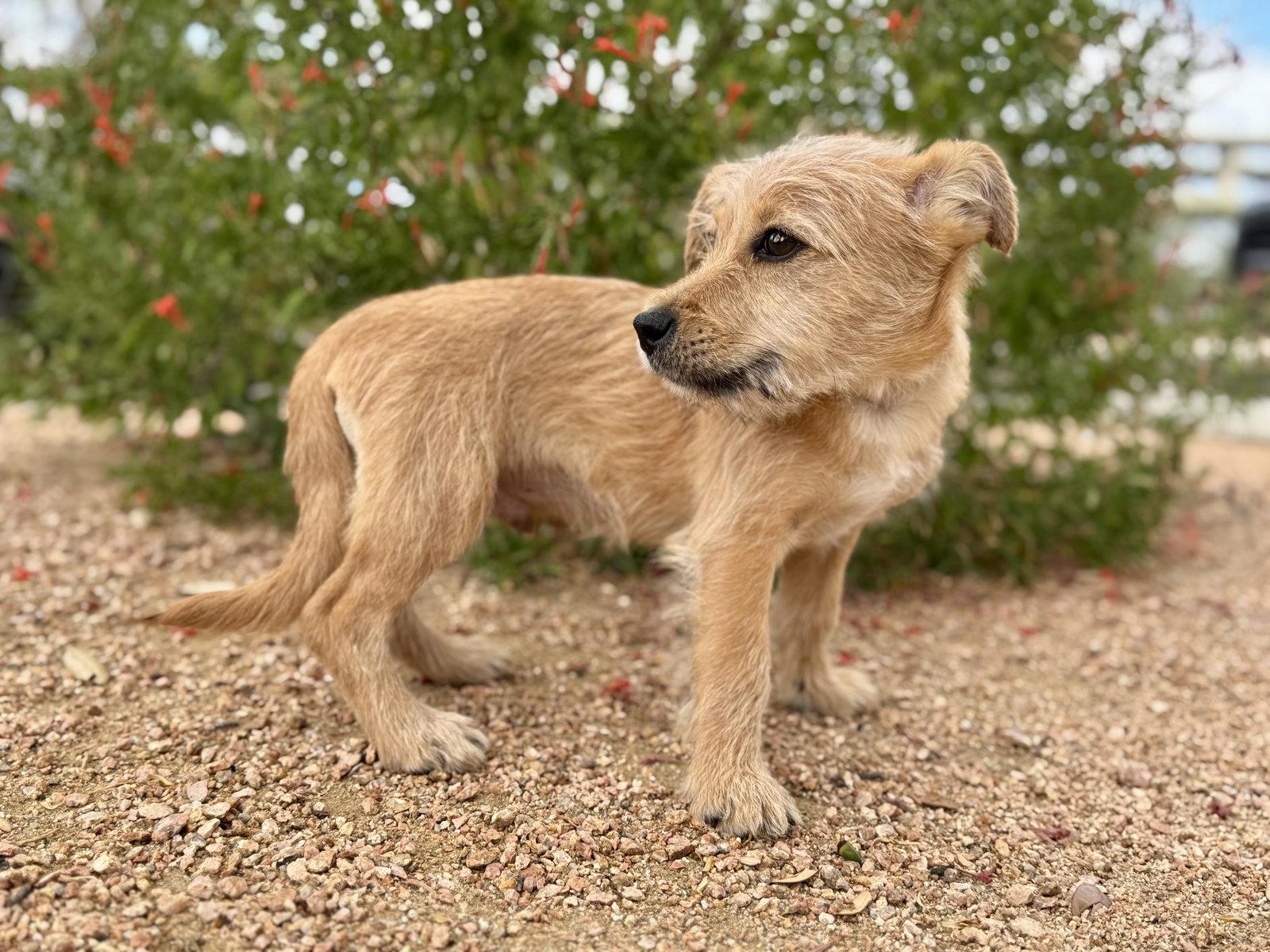 Enlarge Alec, a Adoptable Terrier in Helotes, TX image 3/3