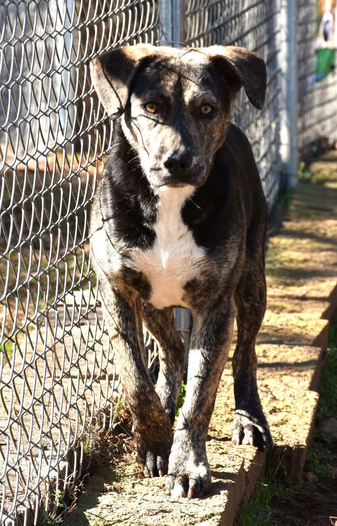 Daddle, a Adoptable mixed breed in Wedowee, AL image 2/6