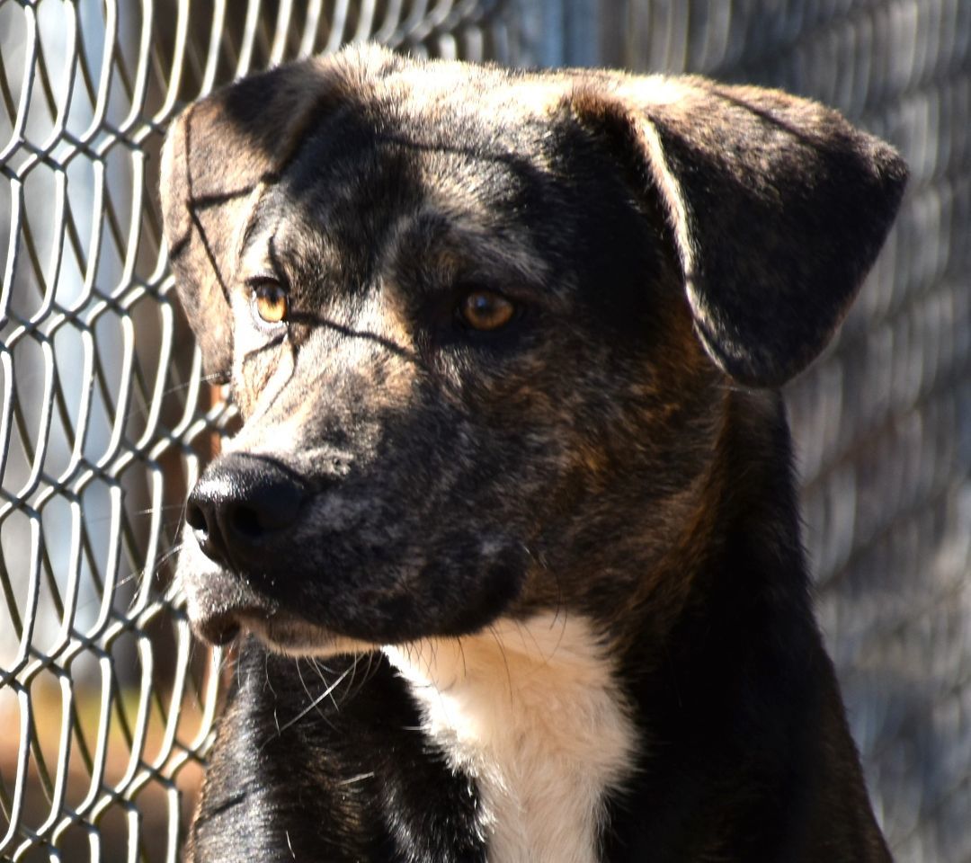 Daddle, a Adoptable mixed breed in Wedowee, AL image 3/6