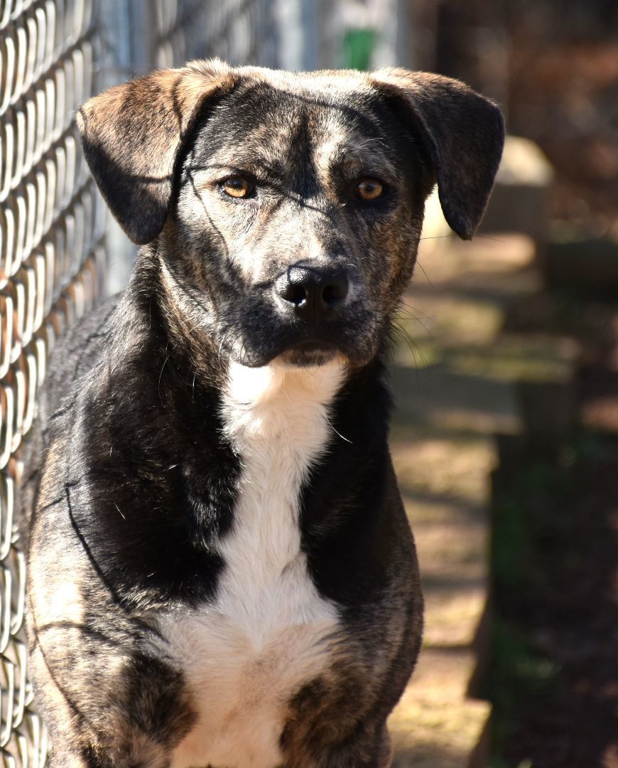 Daddle, a Adoptable mixed breed in Wedowee, AL image 4/6