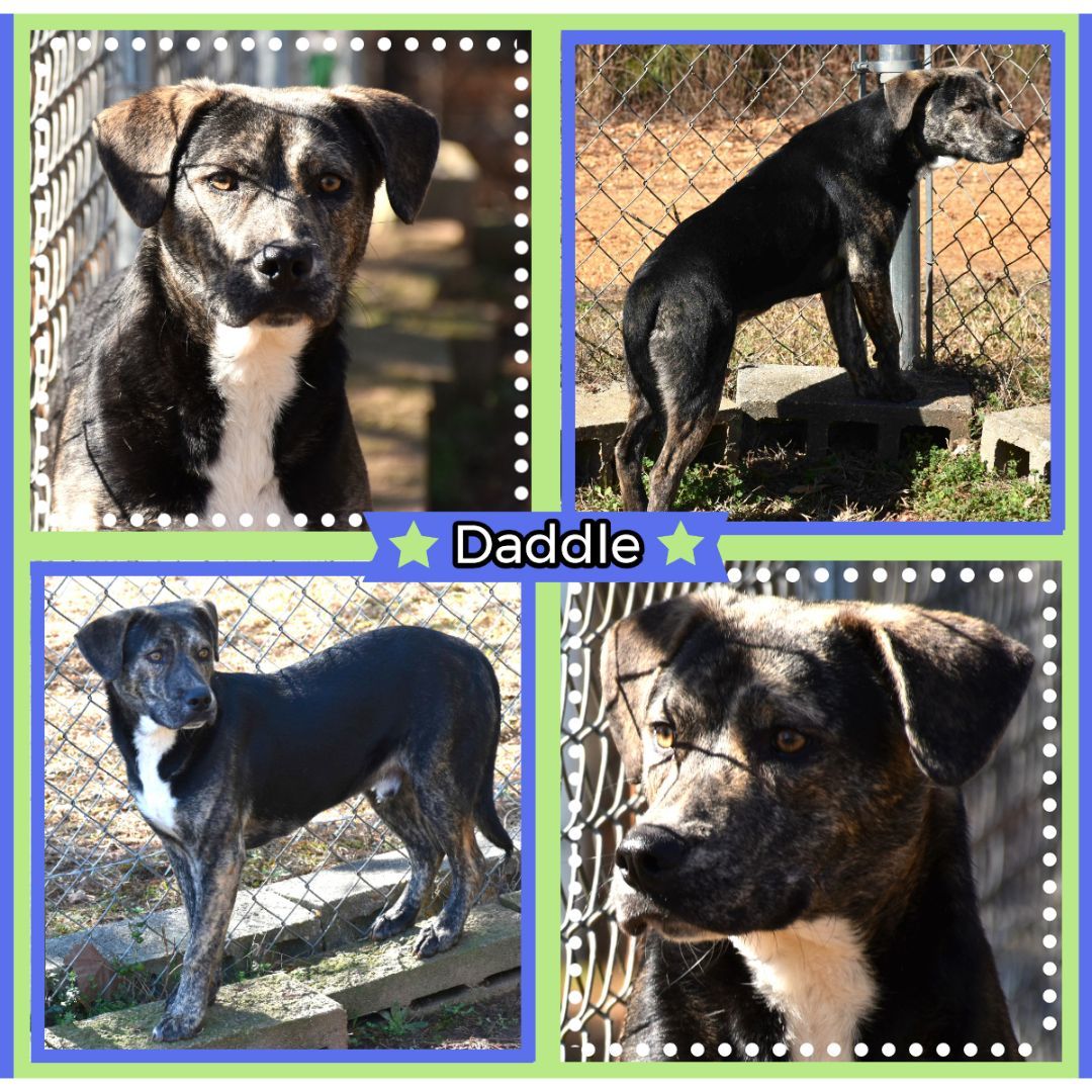 Daddle, a Adoptable mixed breed in Wedowee, AL image 1/6