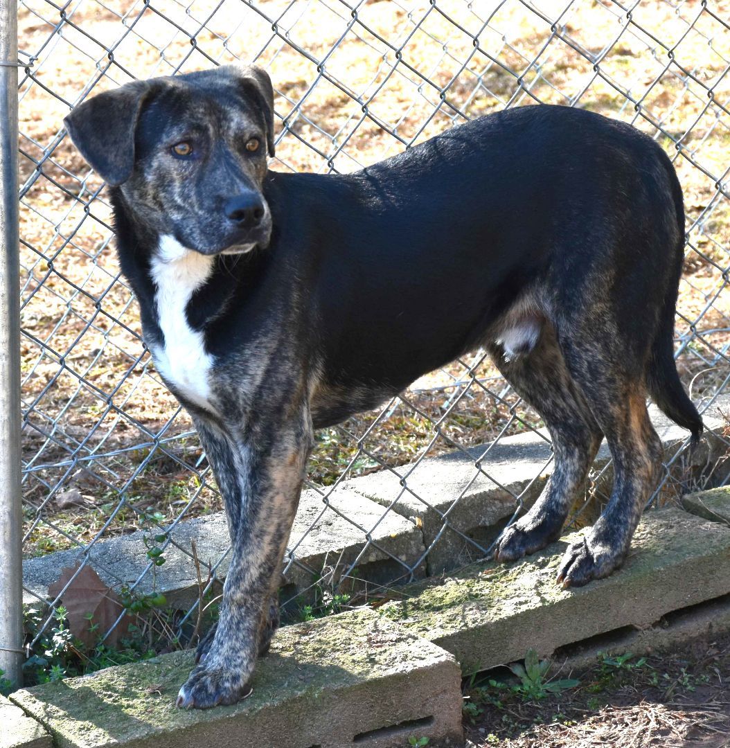 Daddle, a Adoptable mixed breed in Wedowee, AL image 5/6