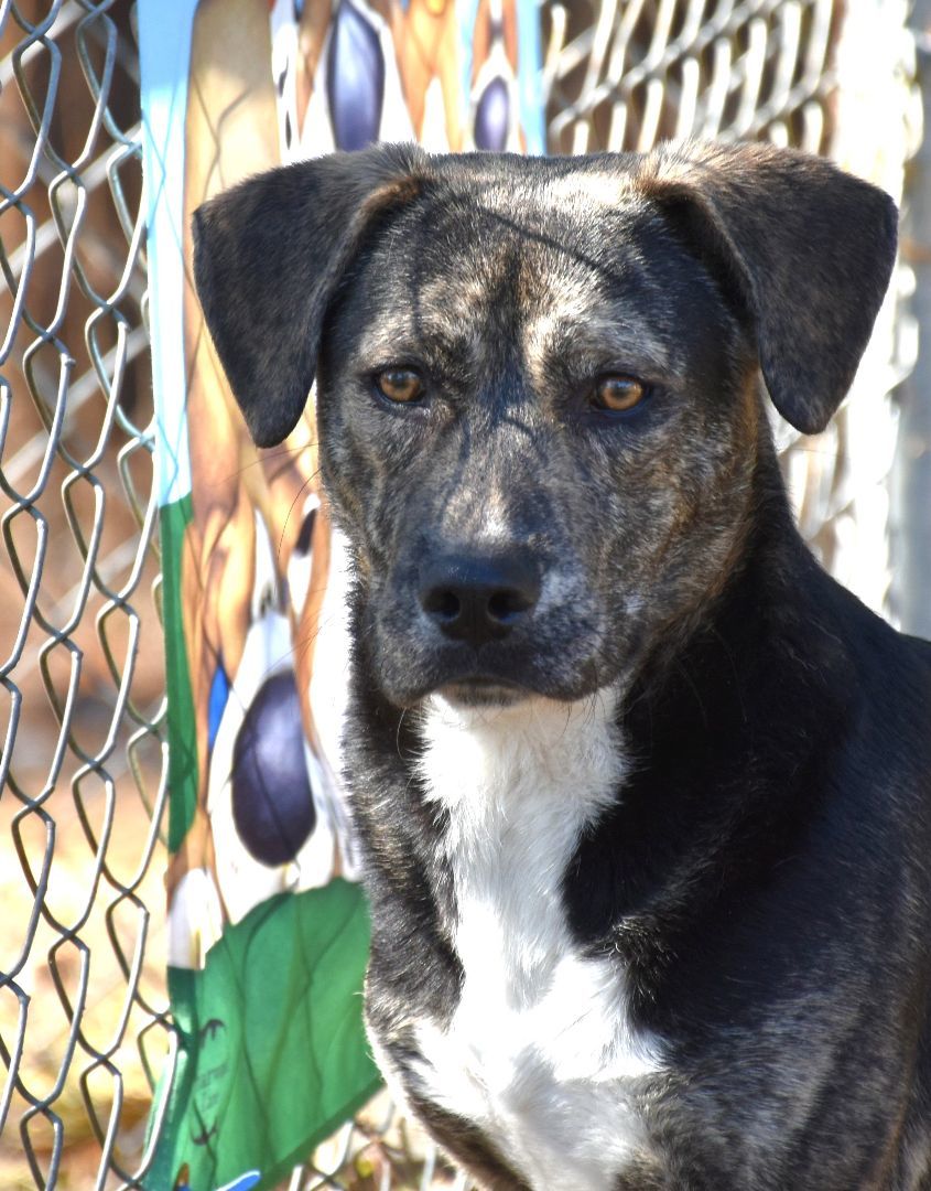 Daddle, a Adoptable mixed breed in Wedowee, AL image 6/6