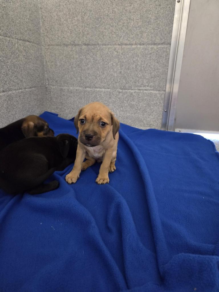 Bubblegum, Adoptable, Puppy Female Hound & Affenpinscher.