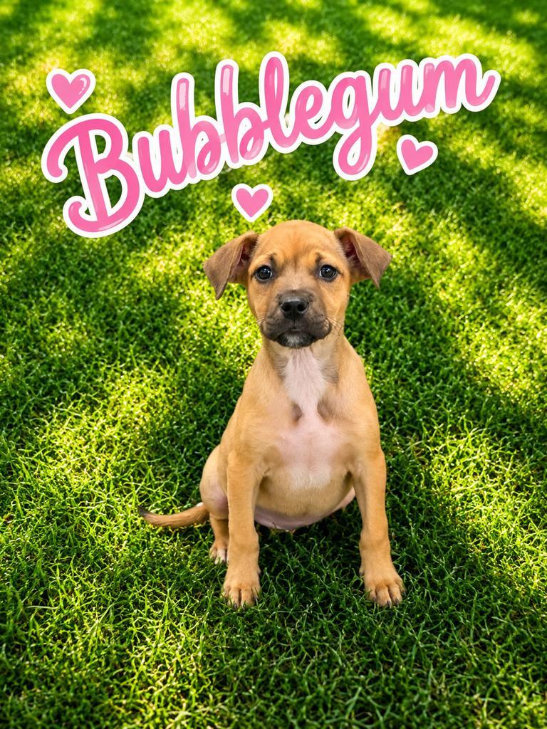 Enlarge Bubblegum, a Adoptable mixed breed in Livingston, LA image 2/2