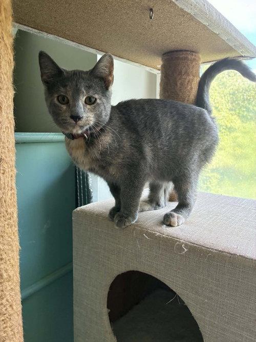 Enlarge Posh, a Adoptable Tortoiseshell in Mount Royal, NJ image 2/3