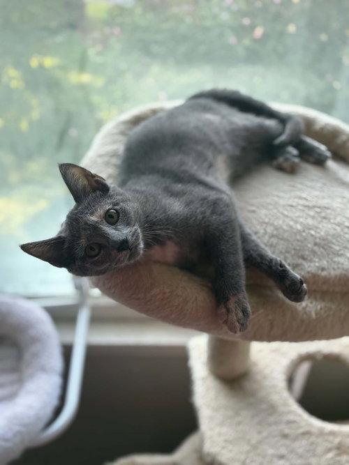 Enlarge Posh, a Adoptable Tortoiseshell in Mount Royal, NJ image 1/3