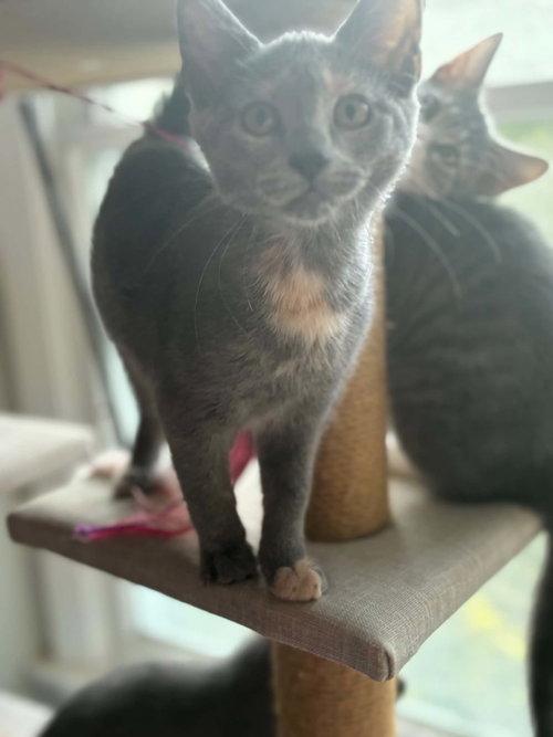 Enlarge Posh, a Adoptable Tortoiseshell in Mount Royal, NJ image 3/3