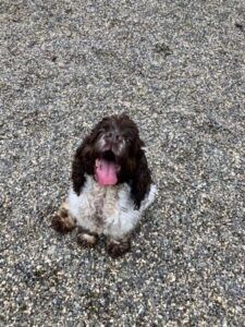 Rupert, Adopted, Adult Male Cocker Spaniel.