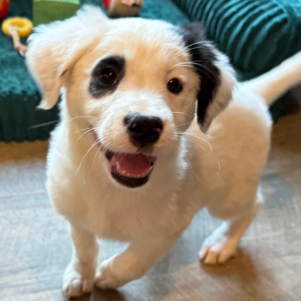 Pandy, adopted, Puppy Female Australian Shepherd.
