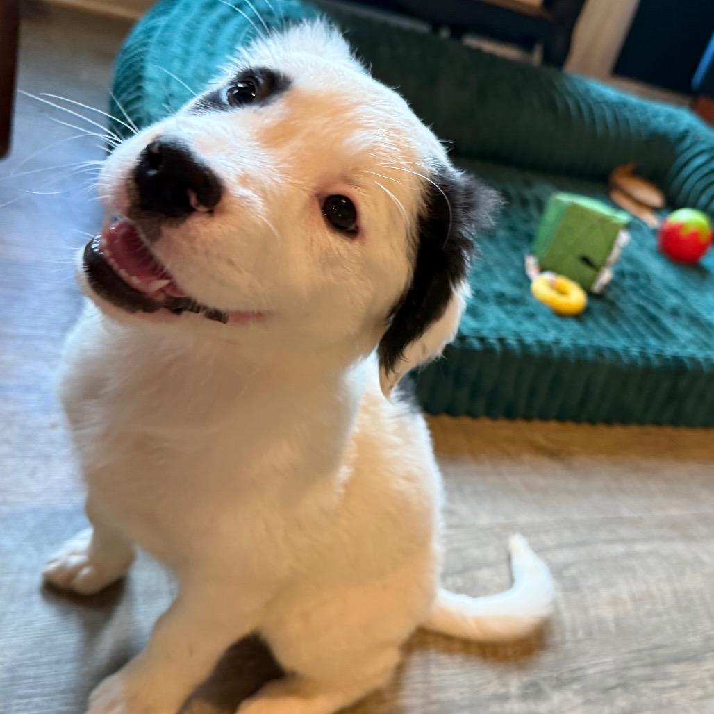 Enlarge Pandy, an adopted mixed breed in Farmington, CT image 2/4