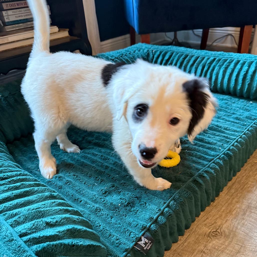 Enlarge Pandy, an adopted mixed breed in Farmington, CT image 3/4