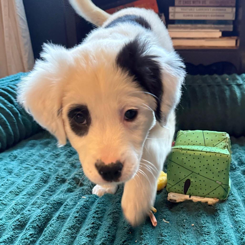 Enlarge Pandy, an adopted mixed breed in Farmington, CT image 4/4