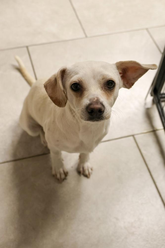 Enlarge Mateo, an adopted Chihuahua in TUCSON, AZ image 3/3