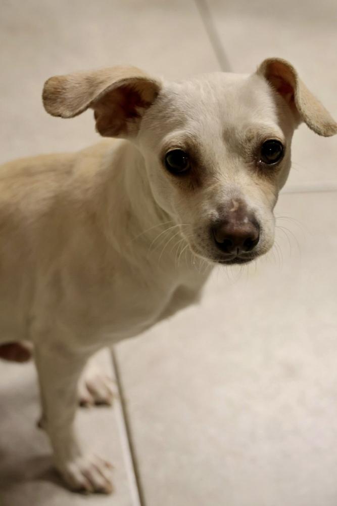 Enlarge Mateo, an adopted Chihuahua in TUCSON, AZ image 1/3