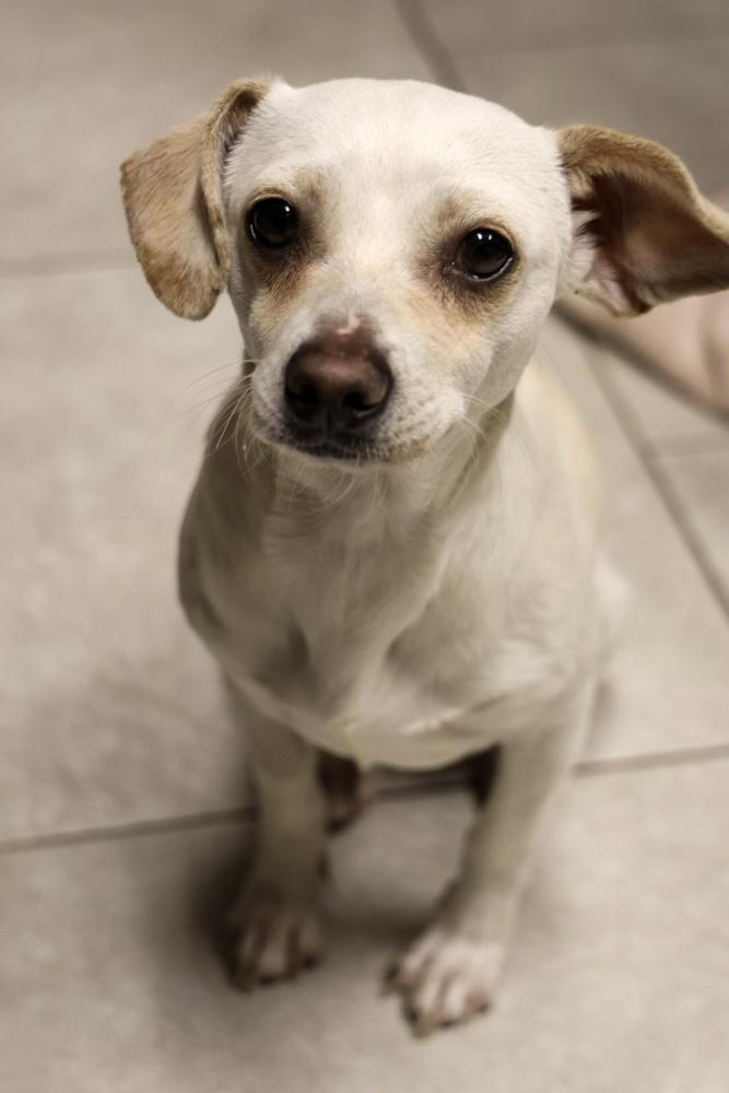 Enlarge Mateo, an adopted Chihuahua in TUCSON, AZ image 2/3