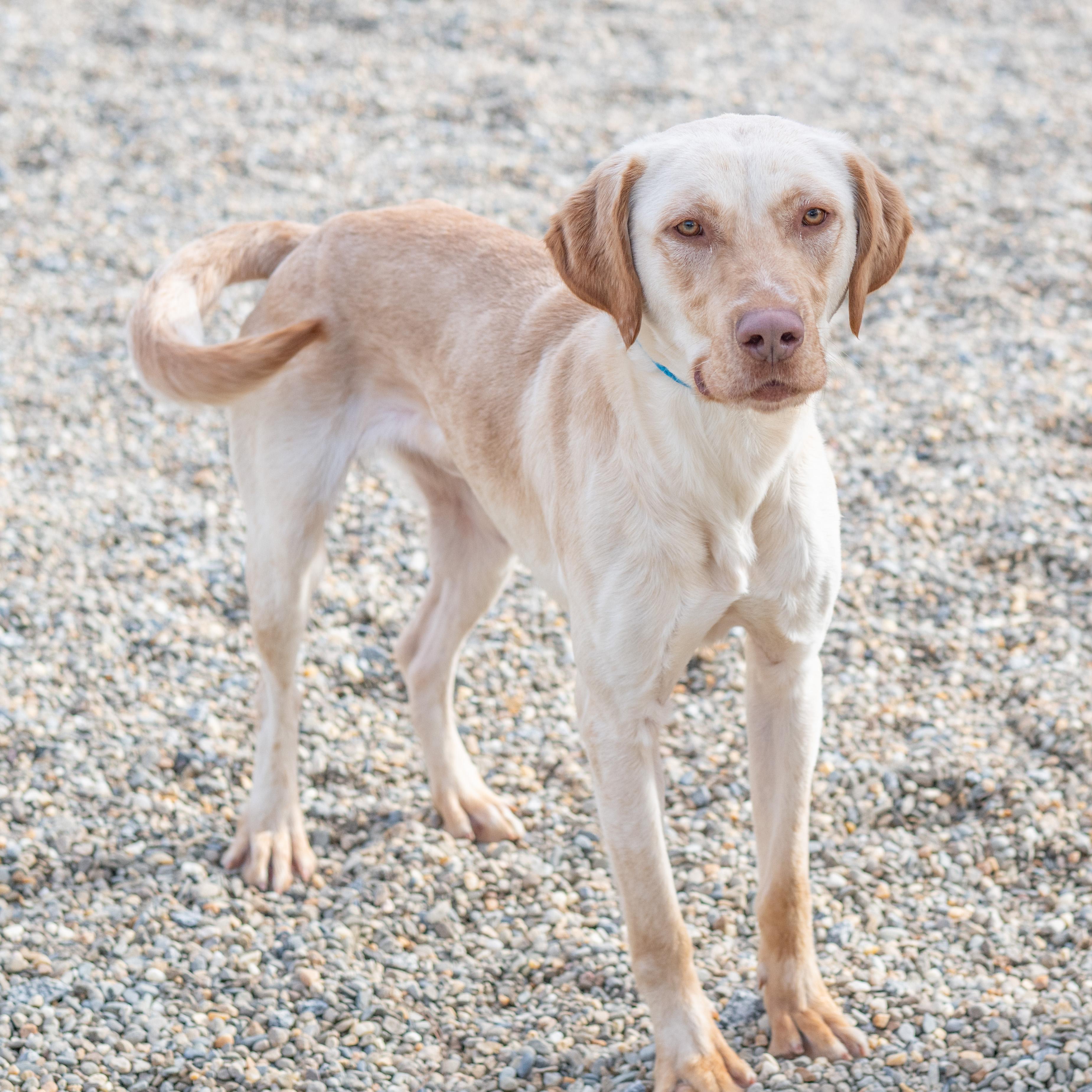 Enlarge Waylon, a Adoptable mixed breed in Hilton Head Island, SC image 2/2