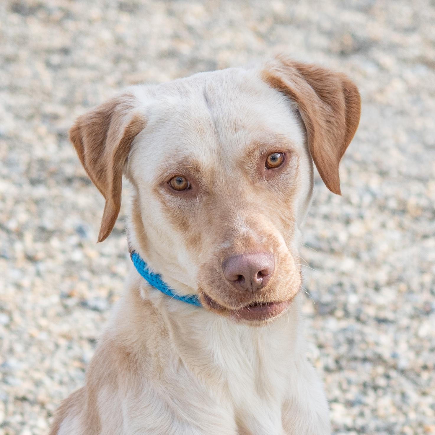 Enlarge Waylon, a Adoptable mixed breed in Hilton Head Island, SC image 1/2