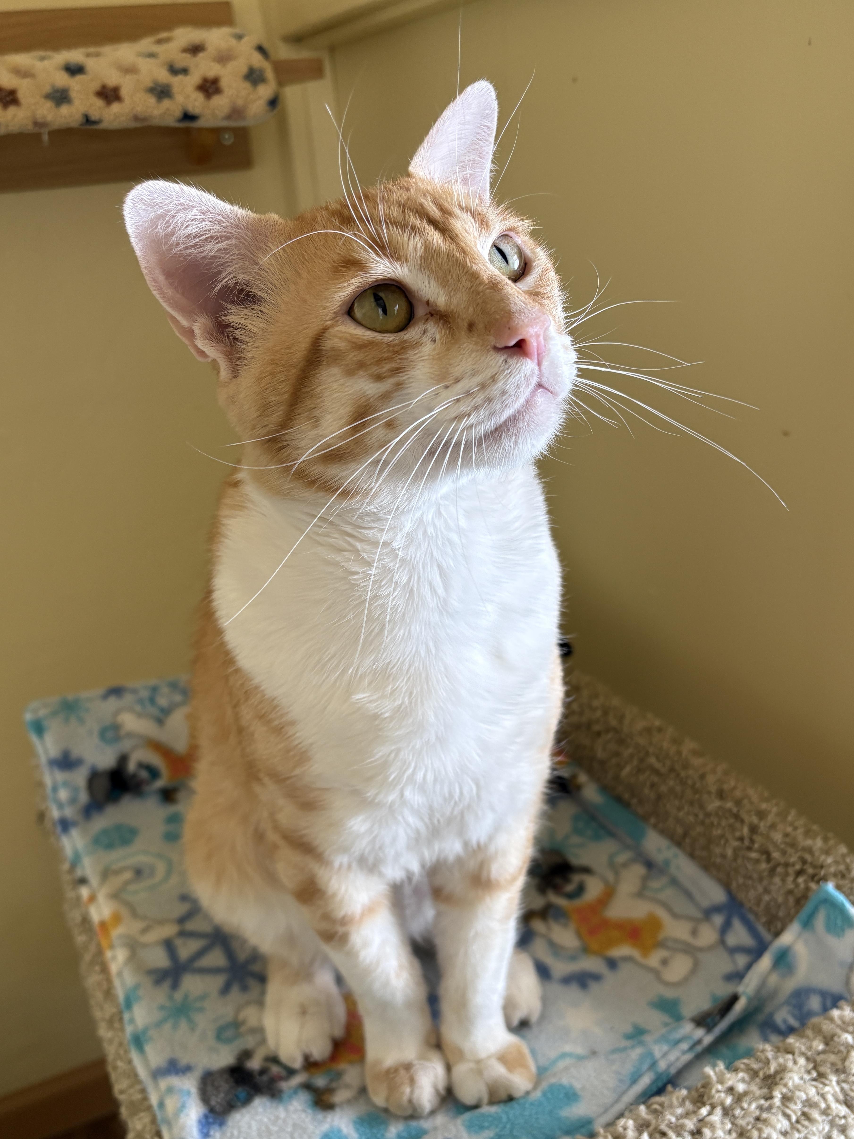 SAMSON, an adoptable Tabby in Prescott, AZ image 4/5