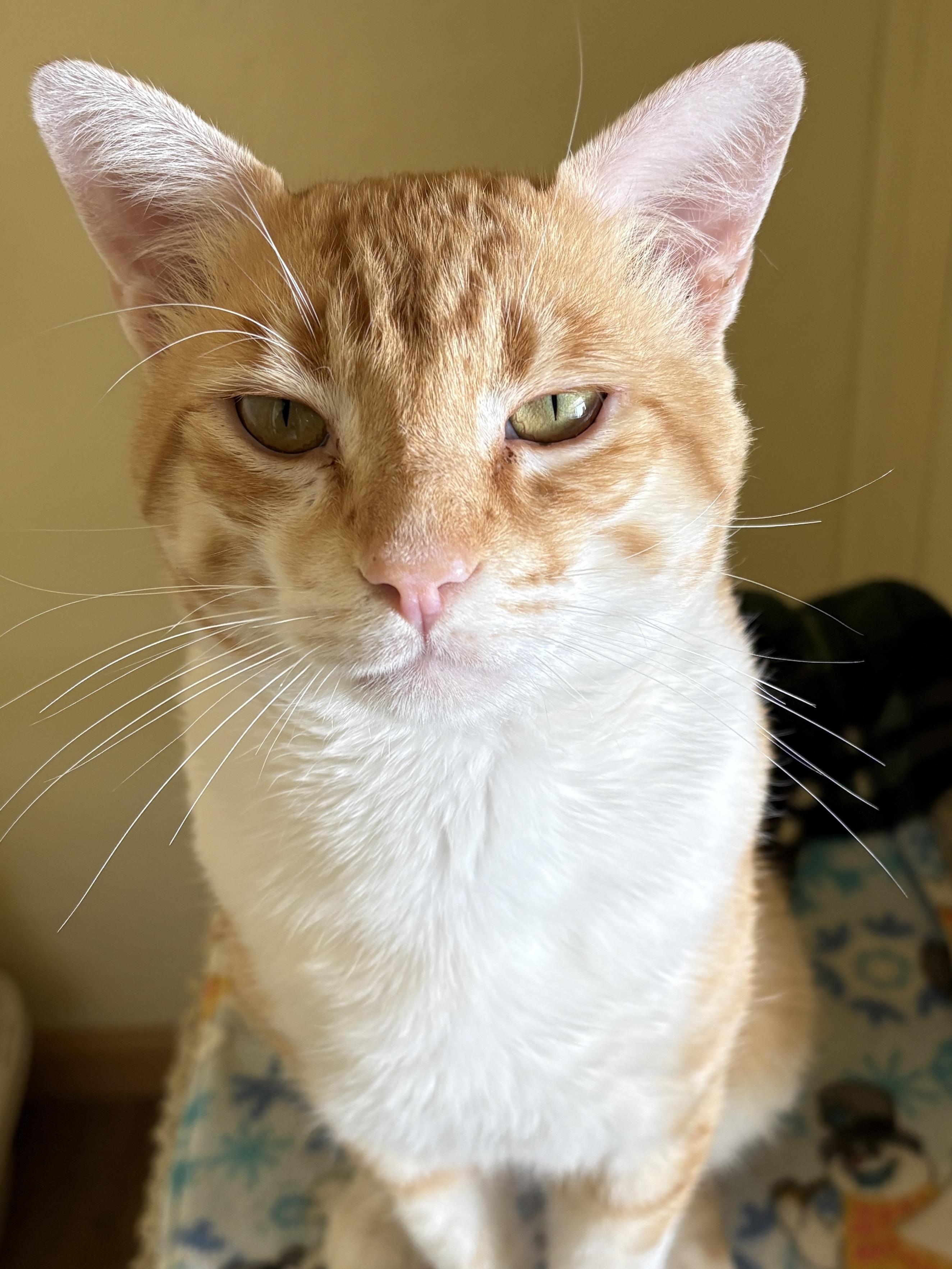 SAMSON, an adoptable Tabby in Prescott, AZ image 5/5