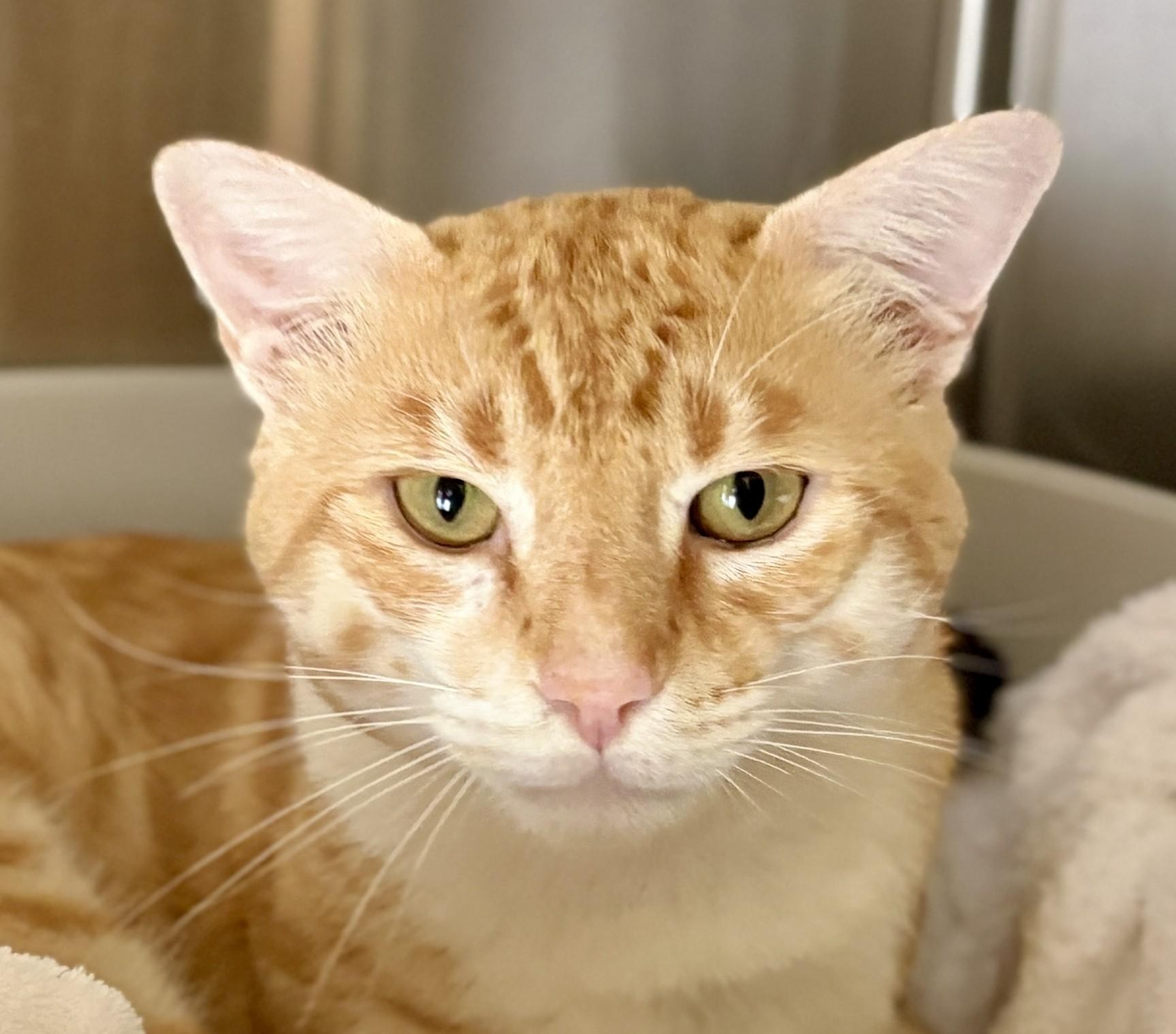 SAMSON, adoptable, Adult Male Tabby.
