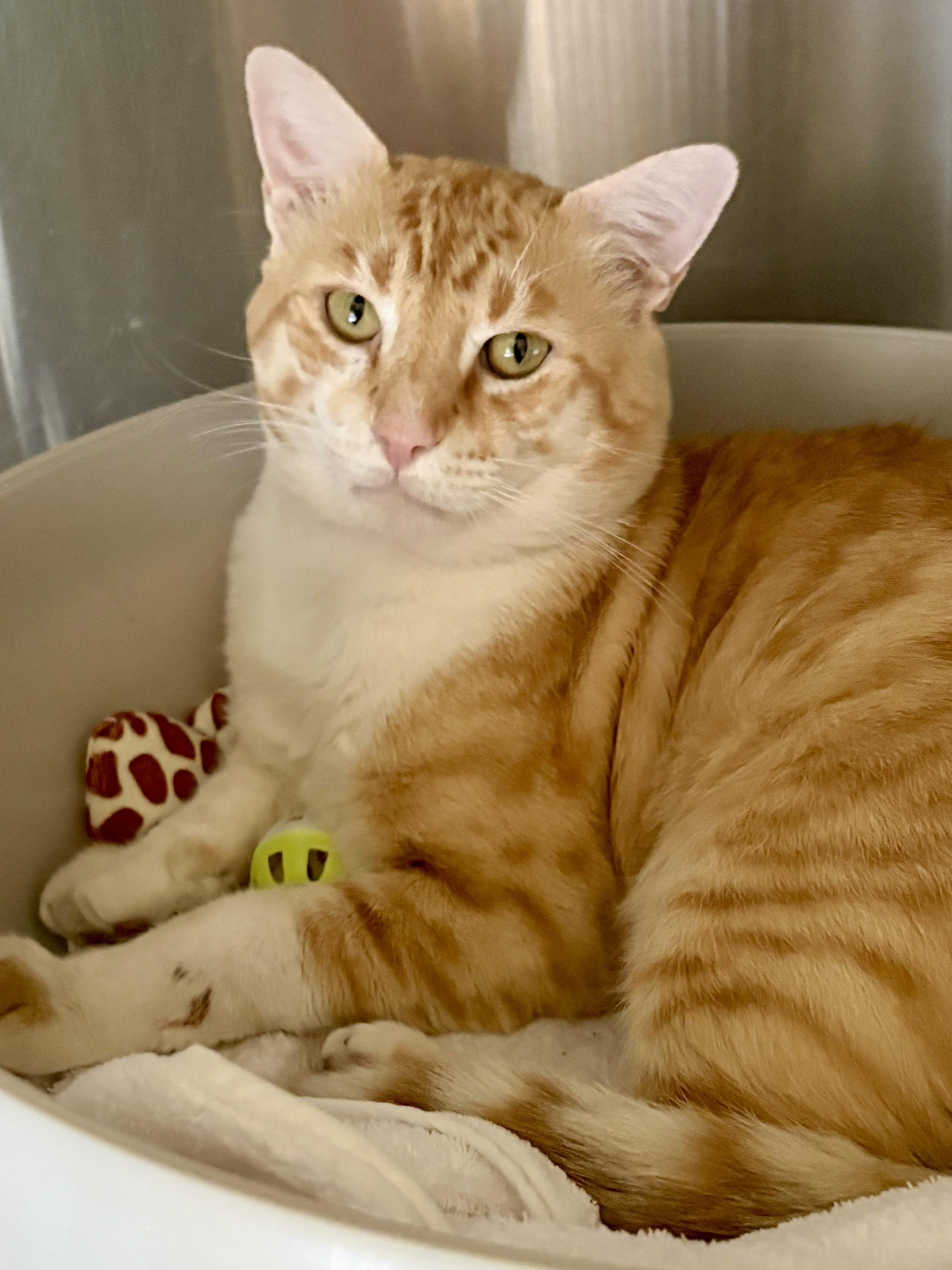 SAMSON, an adoptable Tabby in Prescott, AZ image 3/5