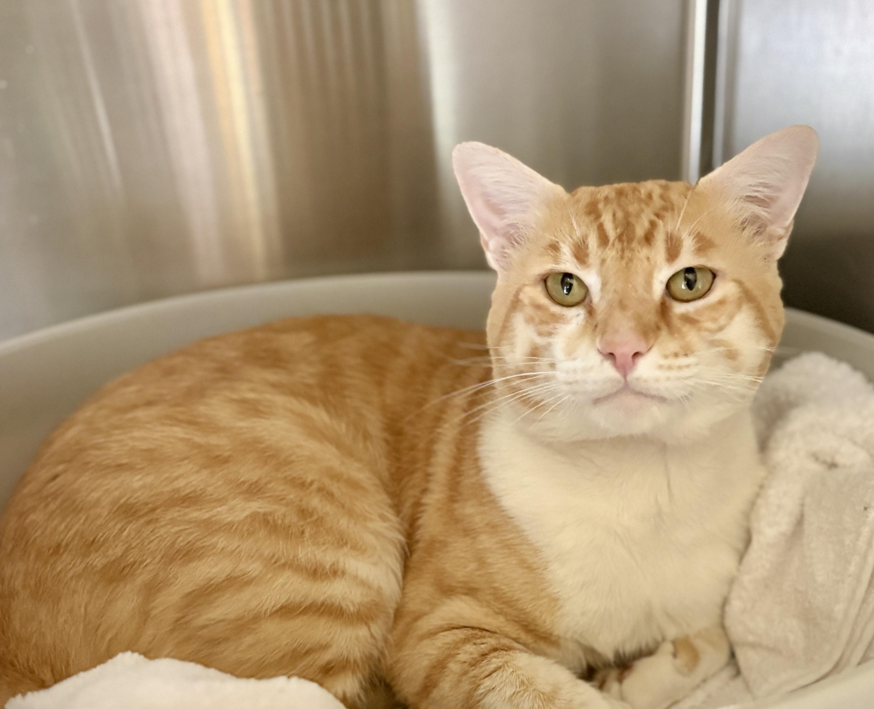 SAMSON, an adoptable Tabby in Prescott, AZ image 2/5