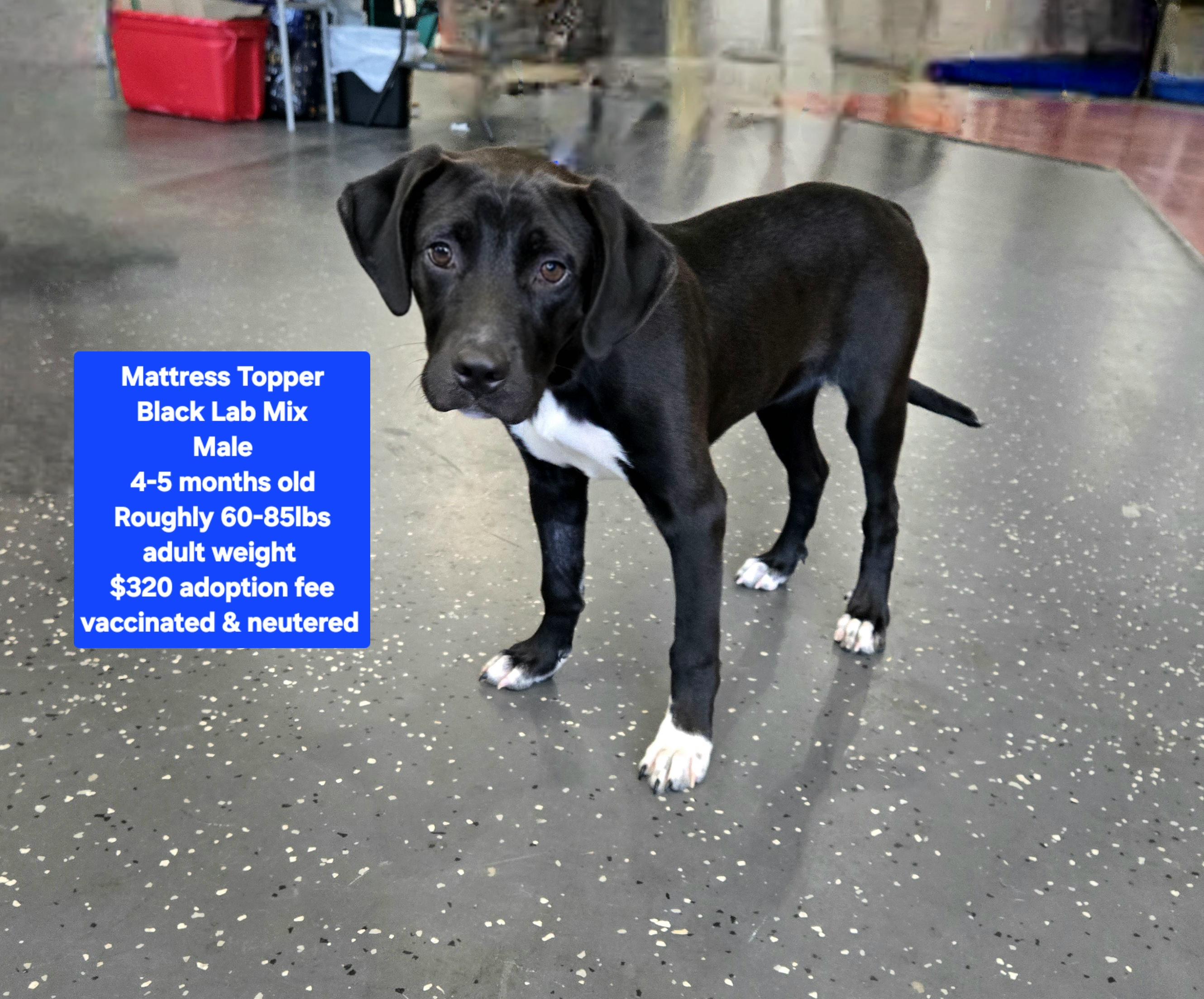 Enlarge Mattress Topper, a ADOPTABLE mixed breed in Oviedo, FL image 1/1