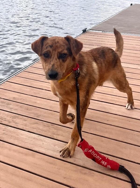 Enlarge Brody, a Adoptable mixed breed in Berkeley Heights, NJ image 1/6
