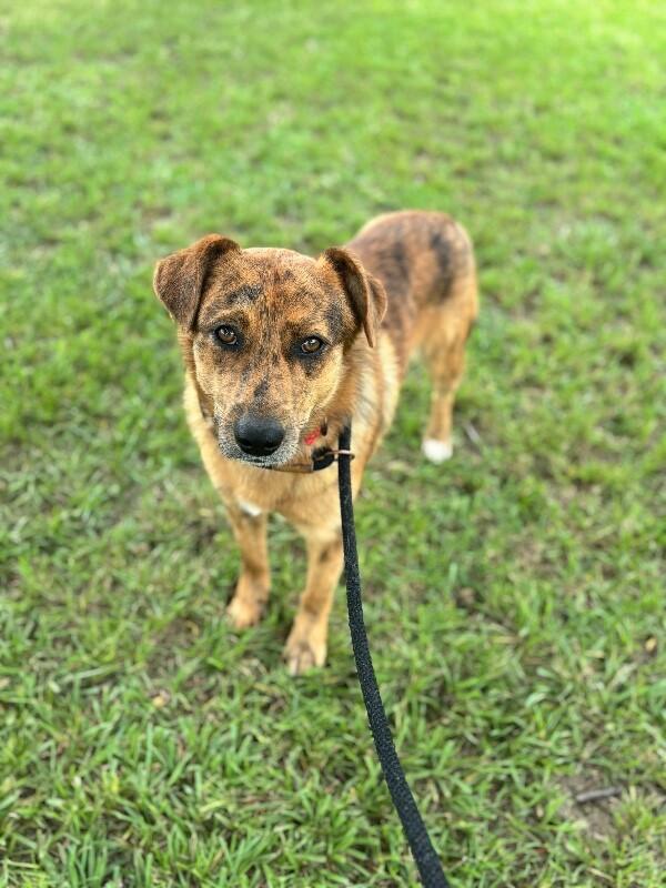 Brody, Adoptable, Adult Male Golden Retriever & Catahoula Leopard Dog.