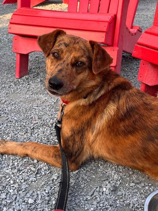 Enlarge Brody, a Adoptable mixed breed in Berkeley Heights, NJ image 3/6