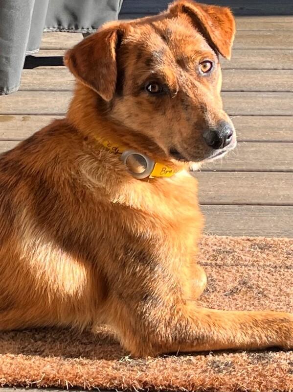 Enlarge Brody, a Adoptable mixed breed in Berkeley Heights, NJ image 4/6
