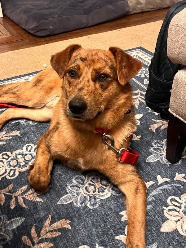 Enlarge Brody, a Adoptable mixed breed in Berkeley Heights, NJ image 5/6