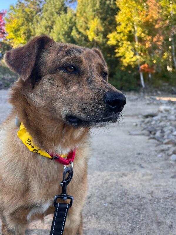 Enlarge Brody, a Adoptable mixed breed in Berkeley Heights, NJ image 6/6