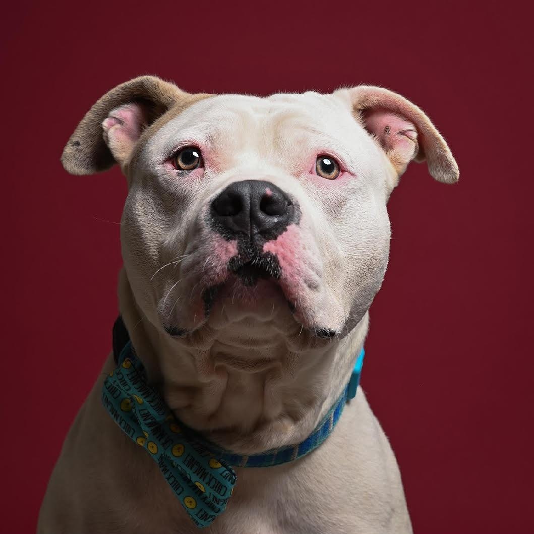 Tick - 100% Sponsored Adoption, Adoptable, Adult Male Terrier.