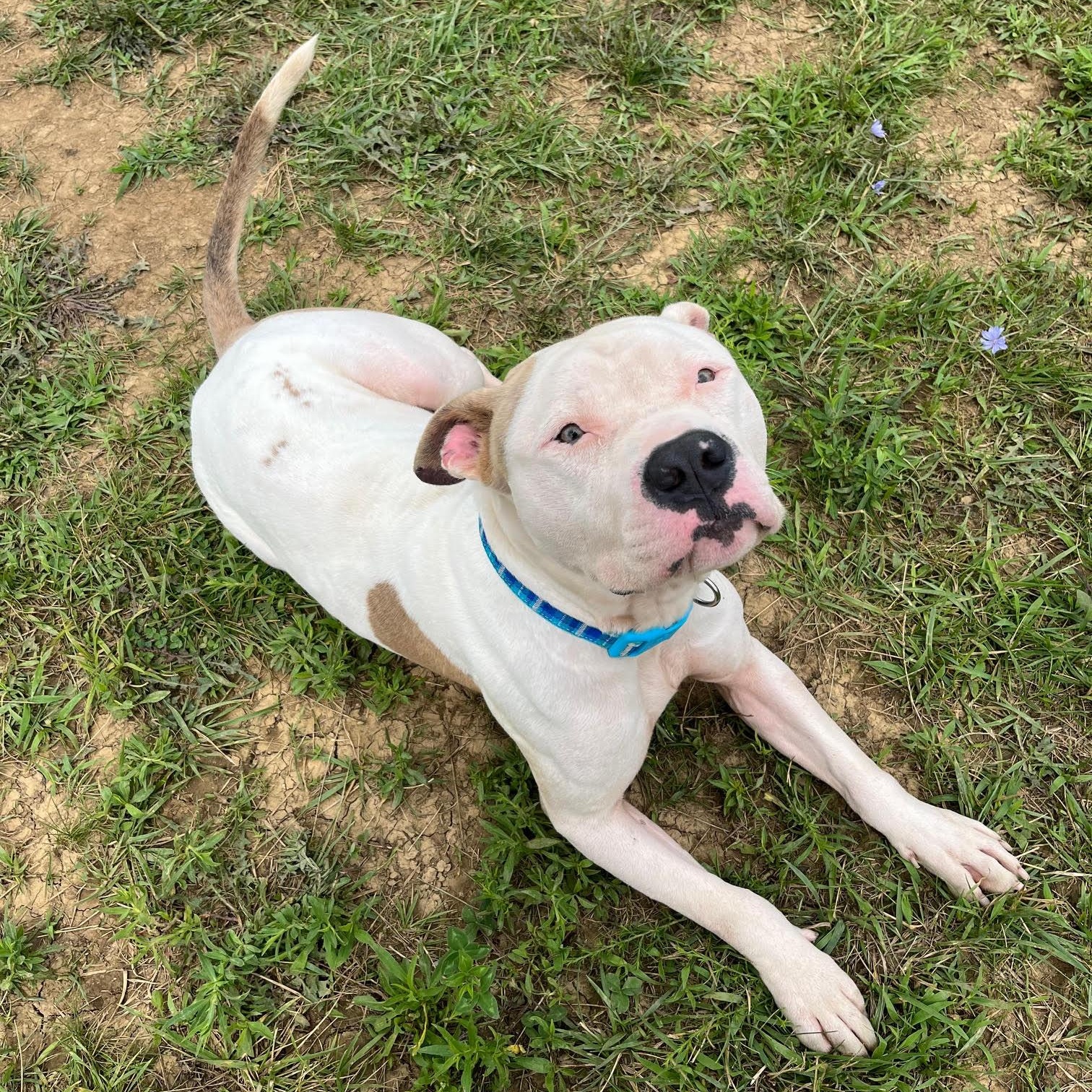 Enlarge Tick - 100% Sponsored Adoption, a Adoptable mixed breed in West Jefferson, OH image 3/4