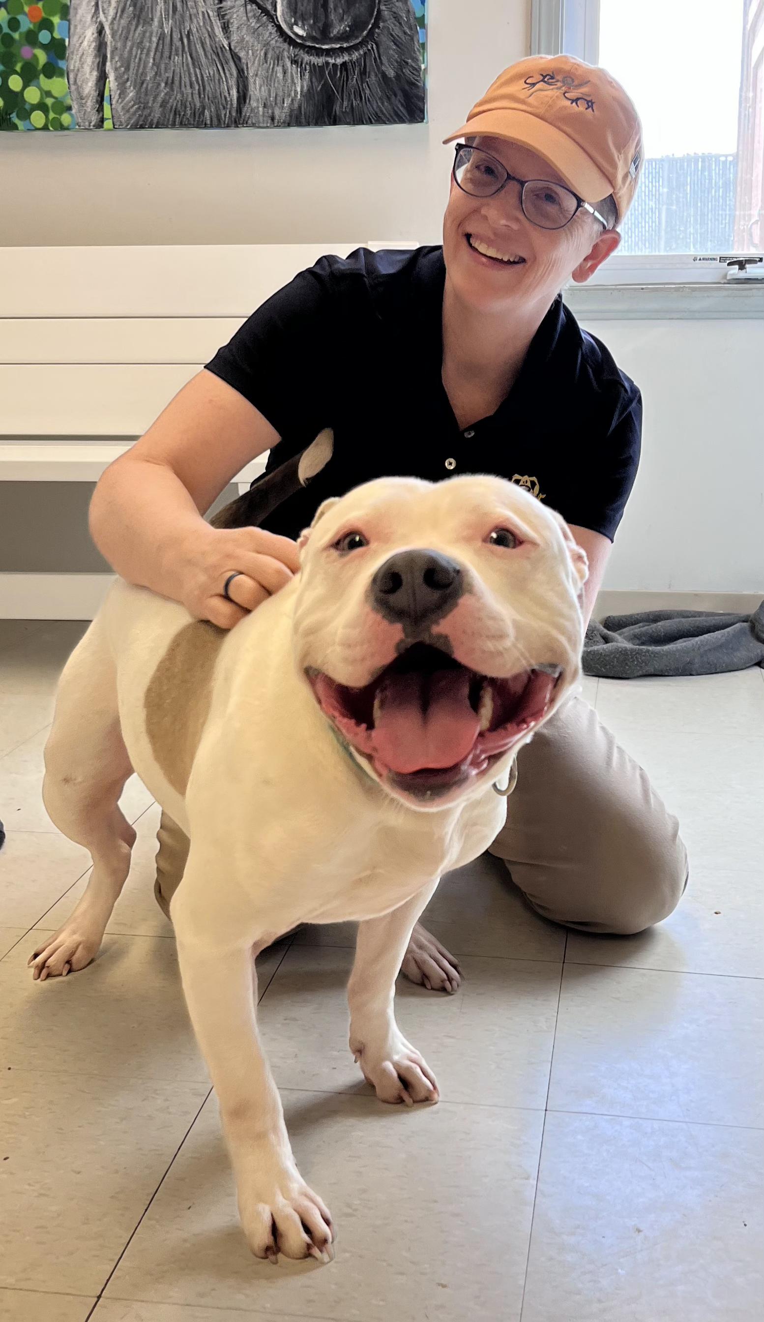 Tick, Adoptable, Adult Male Terrier.