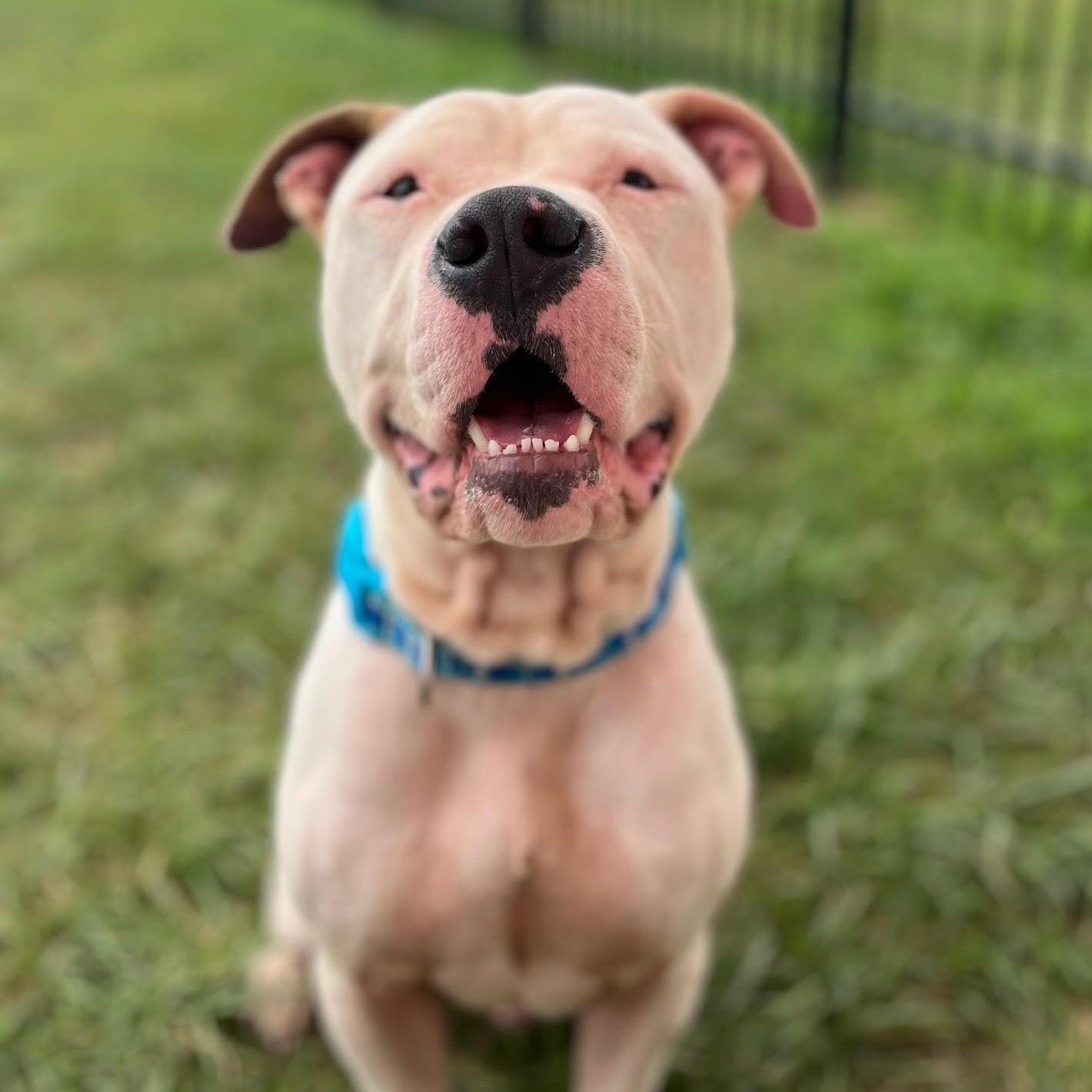 Enlarge Tick - 100% Sponsored Adoption, a Adoptable mixed breed in West Jefferson, OH image 2/4