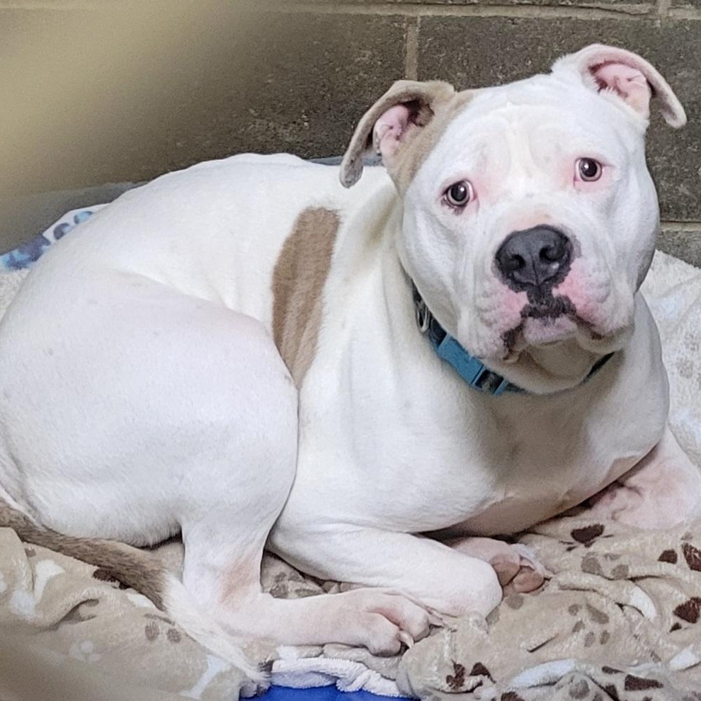 Tick, Adoptable, Adult Male Terrier.