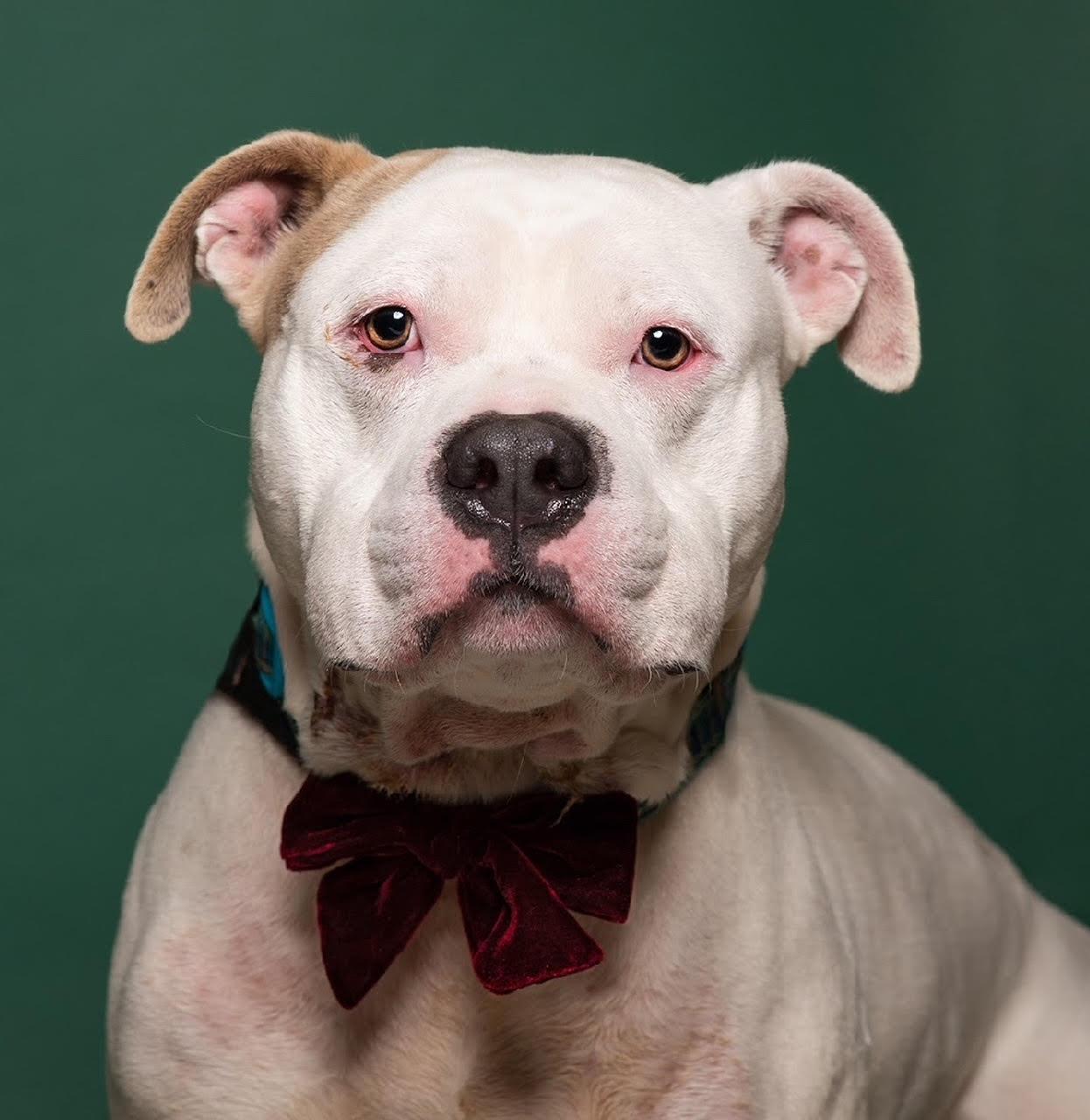 Tick - 100% Sponsored Adoption, Adoptable, Adult Male Terrier.